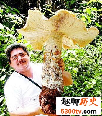 世界上最大的蘑菇