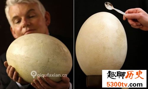 世界上最大的鸡蛋