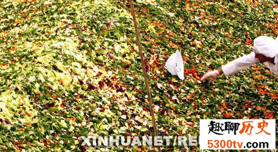 世界上最大的蔬菜沙拉