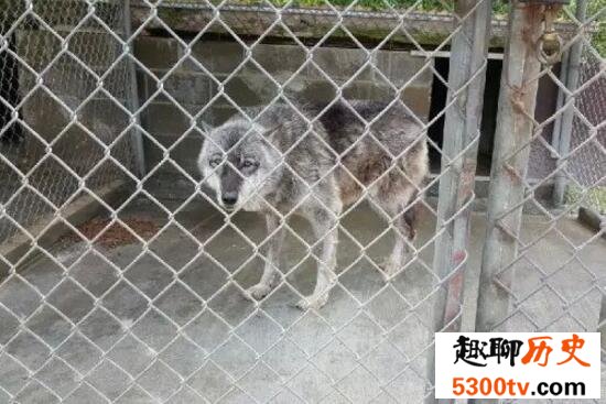 世界上最恐怖的监狱，安哥拉监狱(无人活着出去)