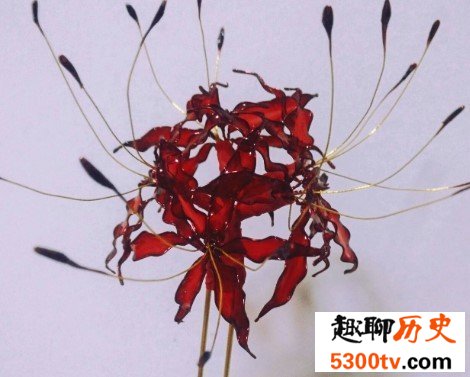 世界四大冥花之一，彼岸花为什么没有叶子