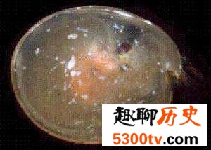 你没听说过的十大深海恐怖生物（上篇）
