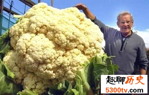 世界十大最搞笑的吉尼斯纪录 长两个鼻子的狗你见过吗