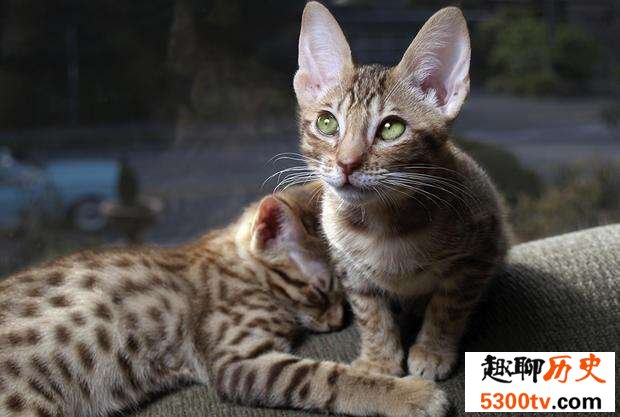 世界十大畅销猫品种，斯芬克斯排名第一