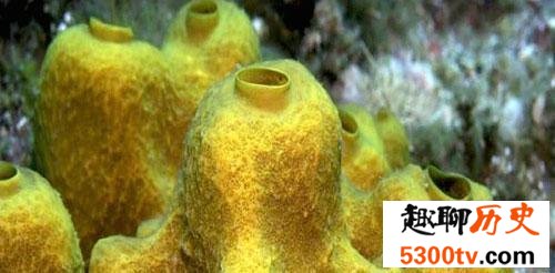 世界十大无性繁殖动物，它的繁殖方式很特殊。
