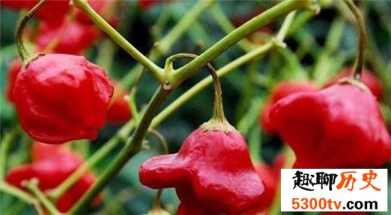世界上最辣的辣椒TOP10,这种辣椒以死神为名！