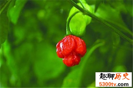 世界上最辣的辣椒TOP10,这种辣椒以死神为名！