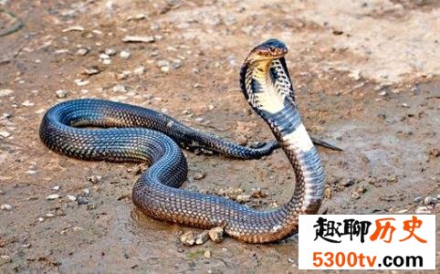世界十大最恐怖生物，动辄威胁人类生命。