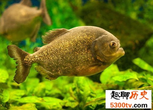 世界十大最恐怖生物，动辄威胁人类生命。