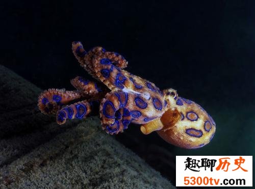 世界十大最恐怖生物，动辄威胁人类生命。