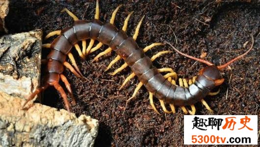 世界十大最恐怖生物，动辄威胁人类生命。
