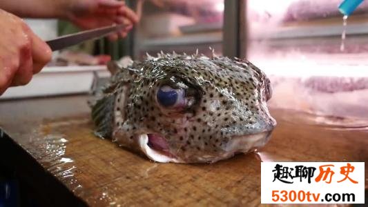 世界上最酷的十种多刺动物，人们都想饲养它。