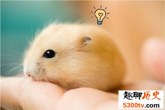 世界十大宠物排名，盘点最受人们欢迎的十大宠物！