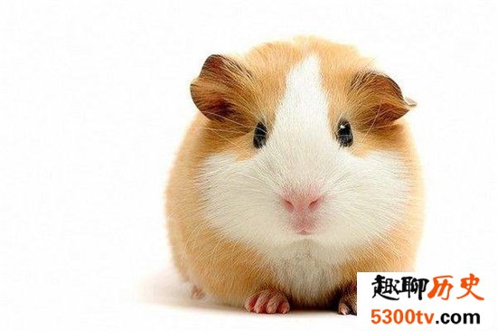 世界十大宠物排名，盘点最受人们欢迎的十大宠物！